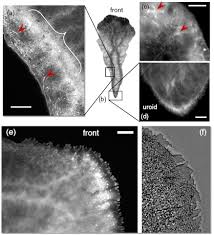 Attēlu rezultāti vaicājumam “Physarum contextum young”