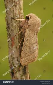 Attēlu rezultāti vaicājumam “Orthosia cerasi”