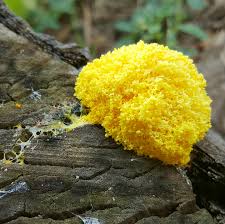 Attēlu rezultāti vaicājumam “Fuligo leviderma macro”