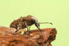 Attēlu rezultāti vaicājumam “Platystomos albinus”