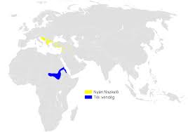 Image result for Phylloscopus orientalis