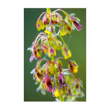 Attēlu rezultāti vaicājumam “Rumex obtusifolius flower”