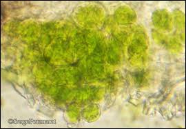 Attēlu rezultāti vaicājumam “Micarea sp.”
