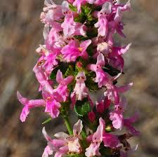 Attēlu rezultāti vaicājumam “Stachys officinalis bud”
