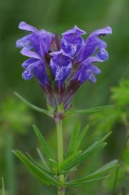 Attēlu rezultāti vaicājumam “Dracocephalum ruyschiana leaf”