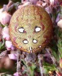 Attēlu rezultāti vaicājumam “Araneus quadratus female”