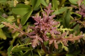 Attēlu rezultāti vaicājumam “Pedicularis palustris leaf”