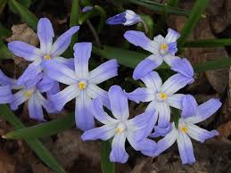 Attēlu rezultāti vaicājumam “Scilla luciliae”