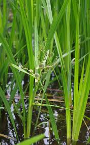 Attēlu rezultāti vaicājumam “Sparganium minimum”