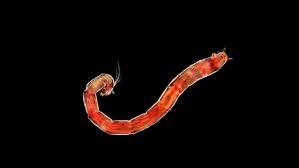 Attēlu rezultāti vaicājumam “Cystiphora sanguinea larva”