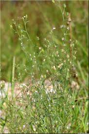 Attēlu rezultāti vaicājumam “Microrrhinum minus leaf”