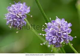 Image result for Succisa pratensis