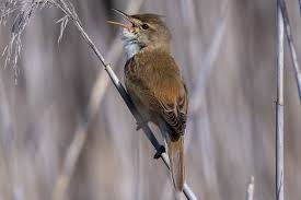 Attēlu rezultāti vaicājumam “Acrocephalus arundinaceus adult”