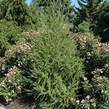 Attēlu rezultāti vaicājumam “Larix decidua”