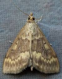 Attēlu rezultāti vaicājumam “Ostrinia nubilalis”