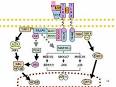<b>Lipopolysaccharide</b> - Wikipedia