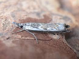 Attēlu rezultāti vaicājumam “Platytes alpinella”