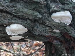 Attēlu rezultāti vaicājumam “Aurantiporus fissilis”