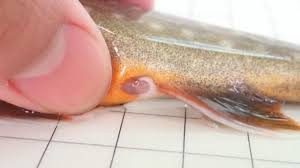 Image result for Salvelinus youngeri