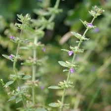 Attēlu rezultāti vaicājumam “Acinos arvensis flower”