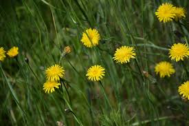 Attēlu rezultāti vaicājumam “Leontodon hispidus fruit”