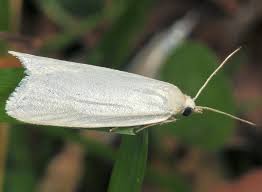 Attēlu rezultāti vaicājumam “Eana argentana”