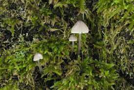Attēlu rezultāti vaicājumam “Mycena abramsii”