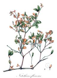 Attēlu rezultāti vaicājumam “Santalaceae”