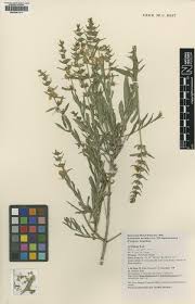 Attēlu rezultāti vaicājumam “Lythraceae”