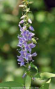 Image result for Campanula americana