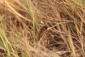 Attēlu rezultāti vaicājumam “Arctia caja larva”