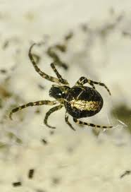 Attēlu rezultāti vaicājumam “Metellina merianae”