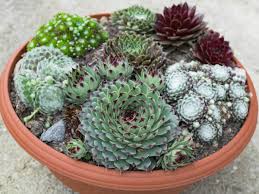 Image result for echtes Hauswurz