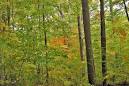 Temperate Deciduous Forest