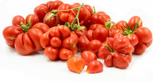 Afbeeldingsresultaat voor voyage tomato