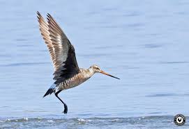 Image result for Limosa haemastica