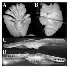 Image result for Reinhardtius hippoglossoides