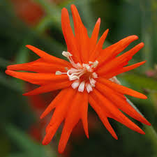 Attēlu rezultāti vaicājumam “Caryophyllaceae”