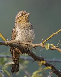 Image result for Jynx torquilla