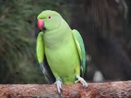 Image result for Psittacula krameri