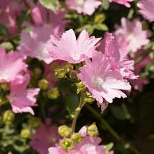 Image result for Malva alcea