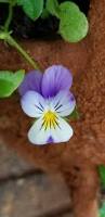 Attēlu rezultāti vaicājumam “Viola tricolor flower”