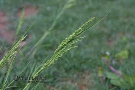 Attēlu rezultāti vaicājumam “Poa trivialis leaf”