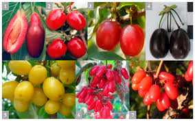 Attēlu rezultāti vaicājumam “Cornus mas fruit”