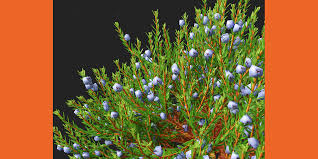 Attēlu rezultāti vaicājumam “Empetrum nigrum flower”