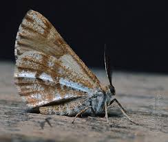 Attēlu rezultāti vaicājumam “Bupalus piniaria male”