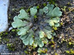 Attēlu rezultāti vaicājumam “Riccia glauca”