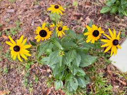 Image result for Rudbeckia fulgida