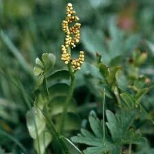 Attēlu rezultāti vaicājumam “Botrychium lunaria”