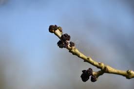 Attēlu rezultāti vaicājumam “Fraxinus excelsior bud”